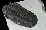 Adrisiops Weugi Trilobite - Recently Described Phacopid #165901-4